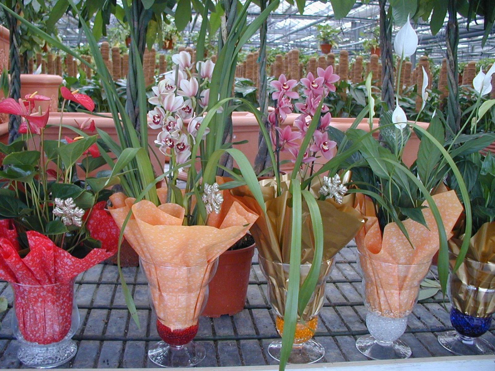 فيلا Societa Agricola Mg Florplant Francavilla Marittima المظهر الخارجي الصورة