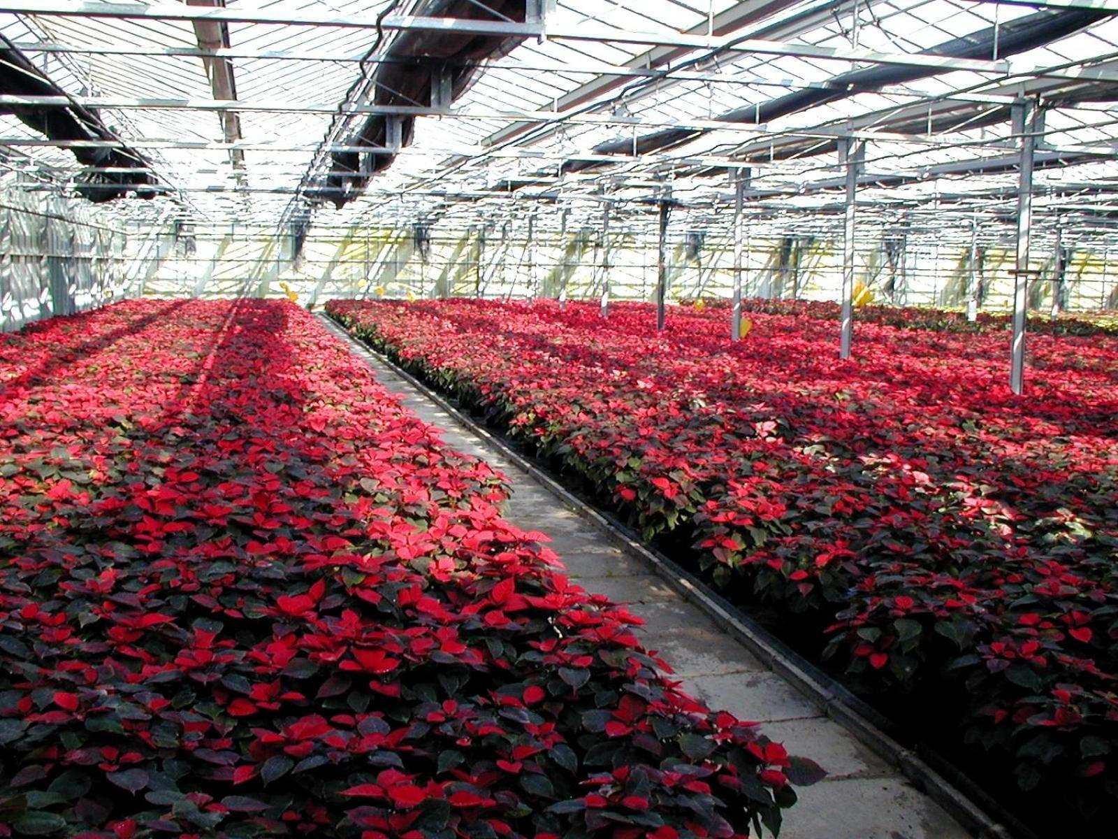 فيلا Societa Agricola Mg Florplant Francavilla Marittima المظهر الخارجي الصورة